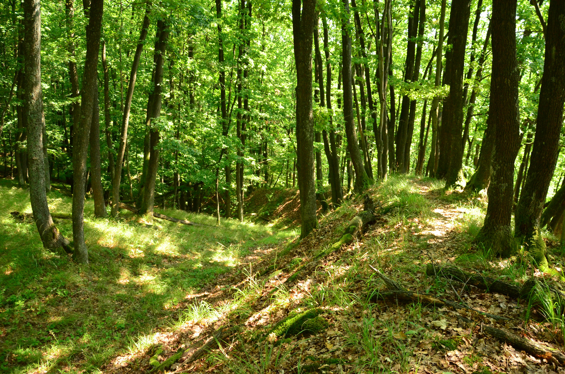 Bojná, hradistko valy - fotka z procházky po koruně valu v prudkém svahu.